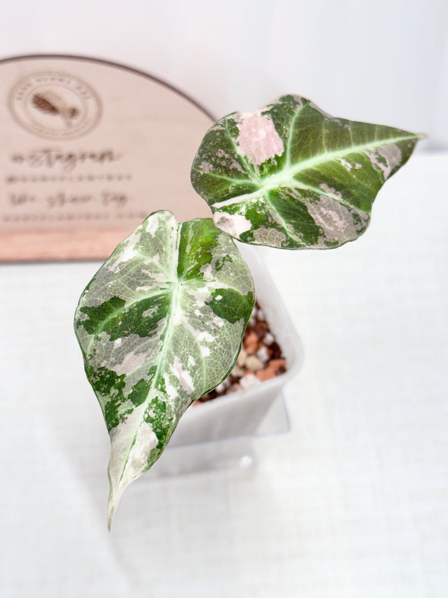 Alocasia Black Velvet Variegated - pink/albo