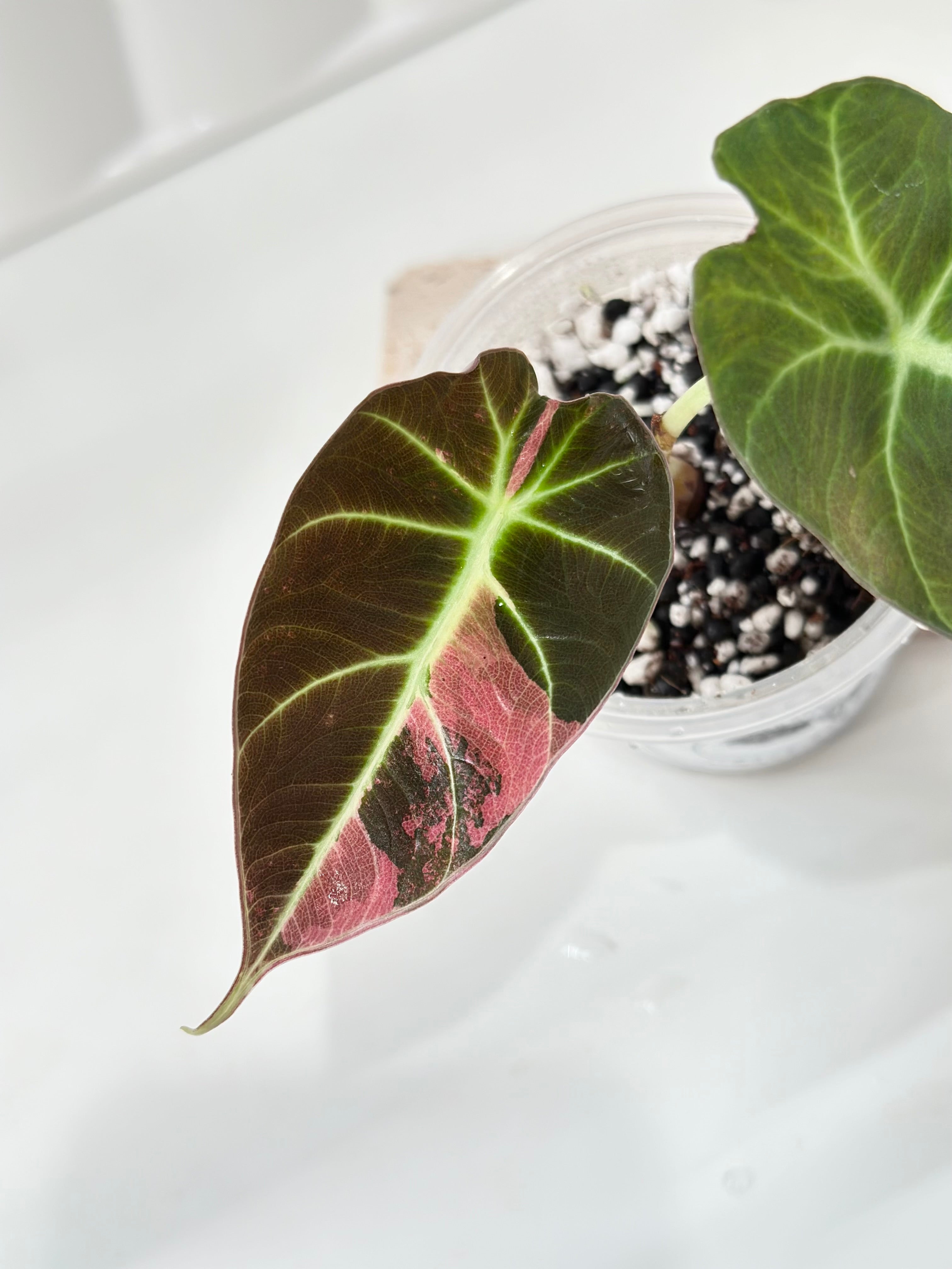 Alocasia Black Velvet Pink Albo│アロカシア Alocasia Black Velvet Variegated - pink/albo – Rare Plant Bae