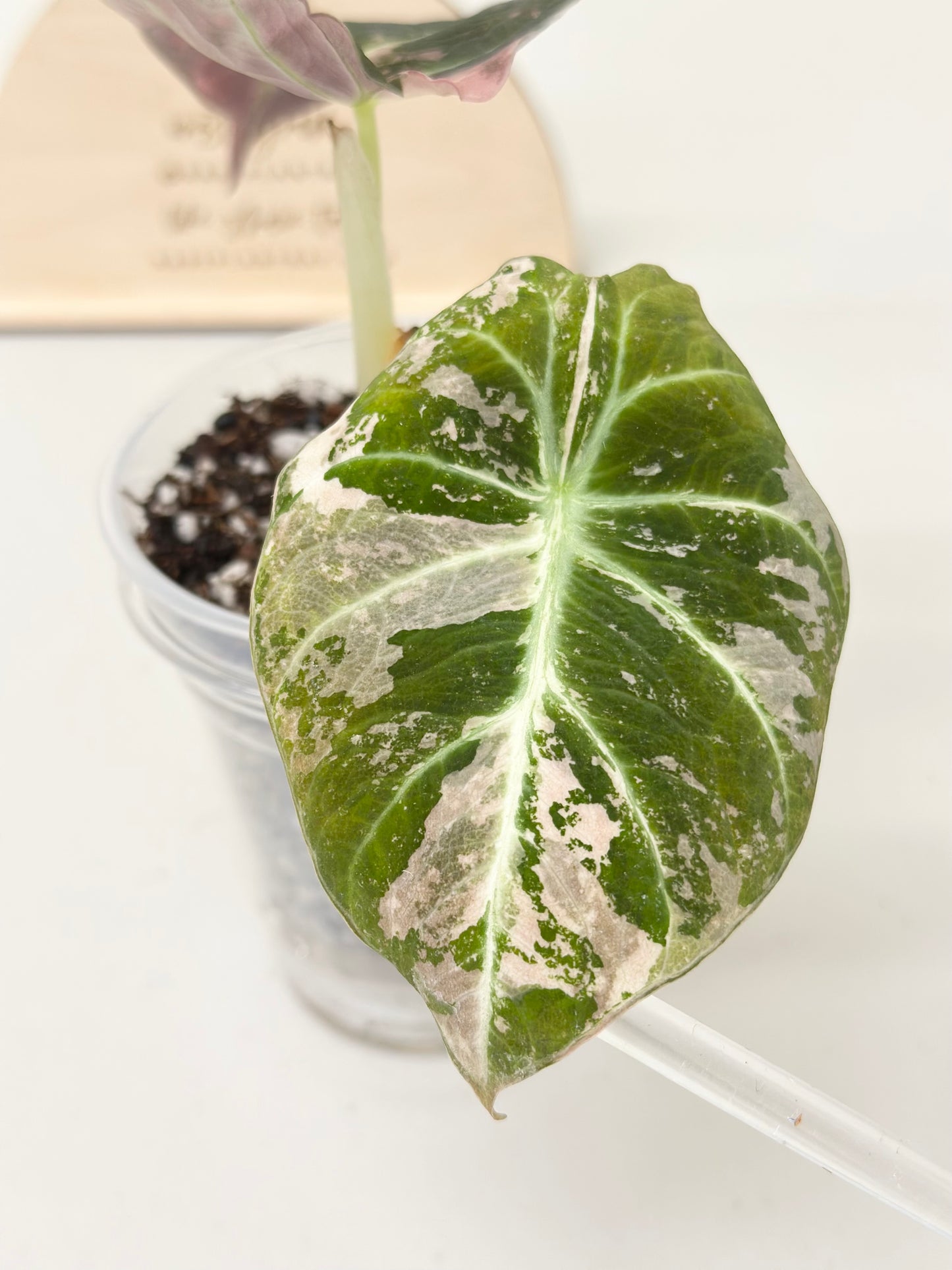 Alocasia Black Velvet Variegated - pink/albo