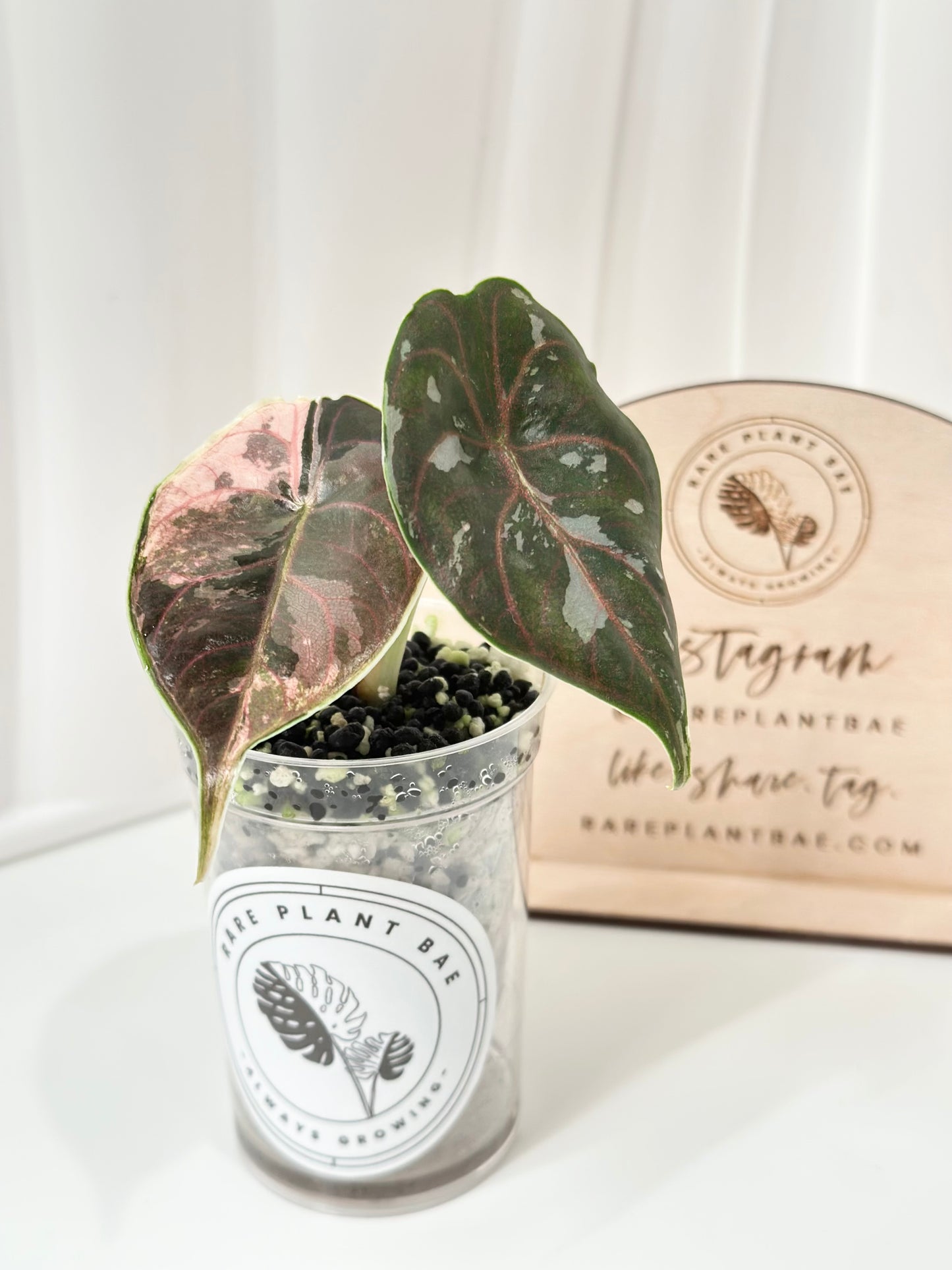 Alocasia Azlanii variegated - albo/pink