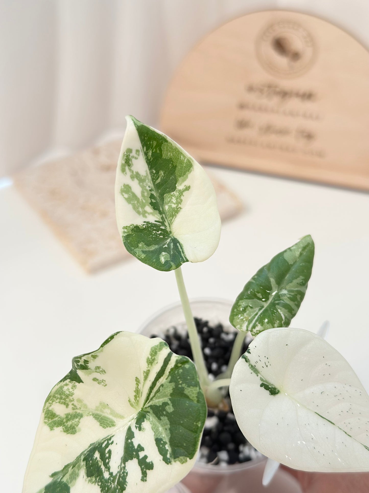 Alocasia Maharani variegated - albo