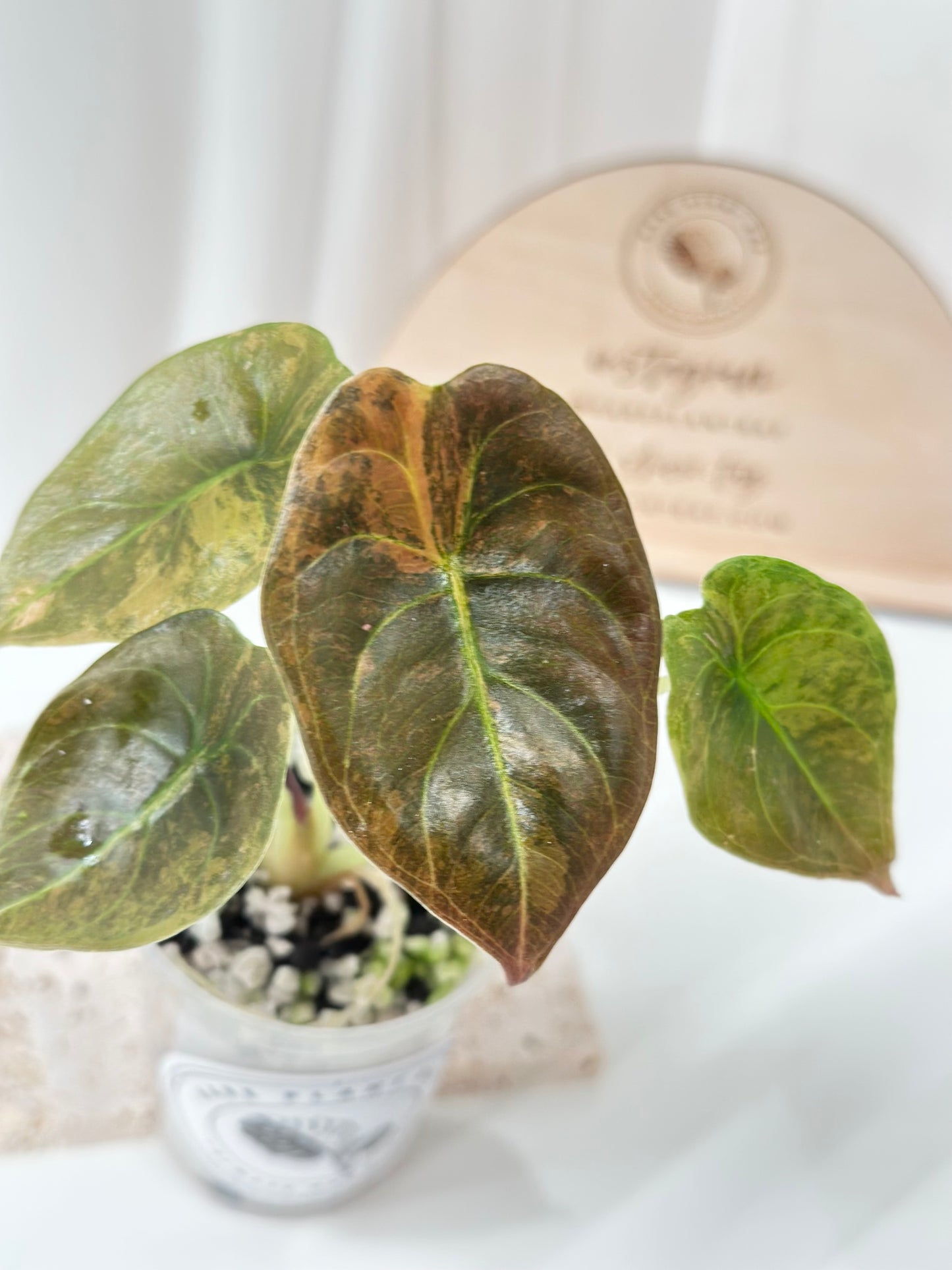 Alocasia Cuprea variegated - "caramel latte"/ aurea