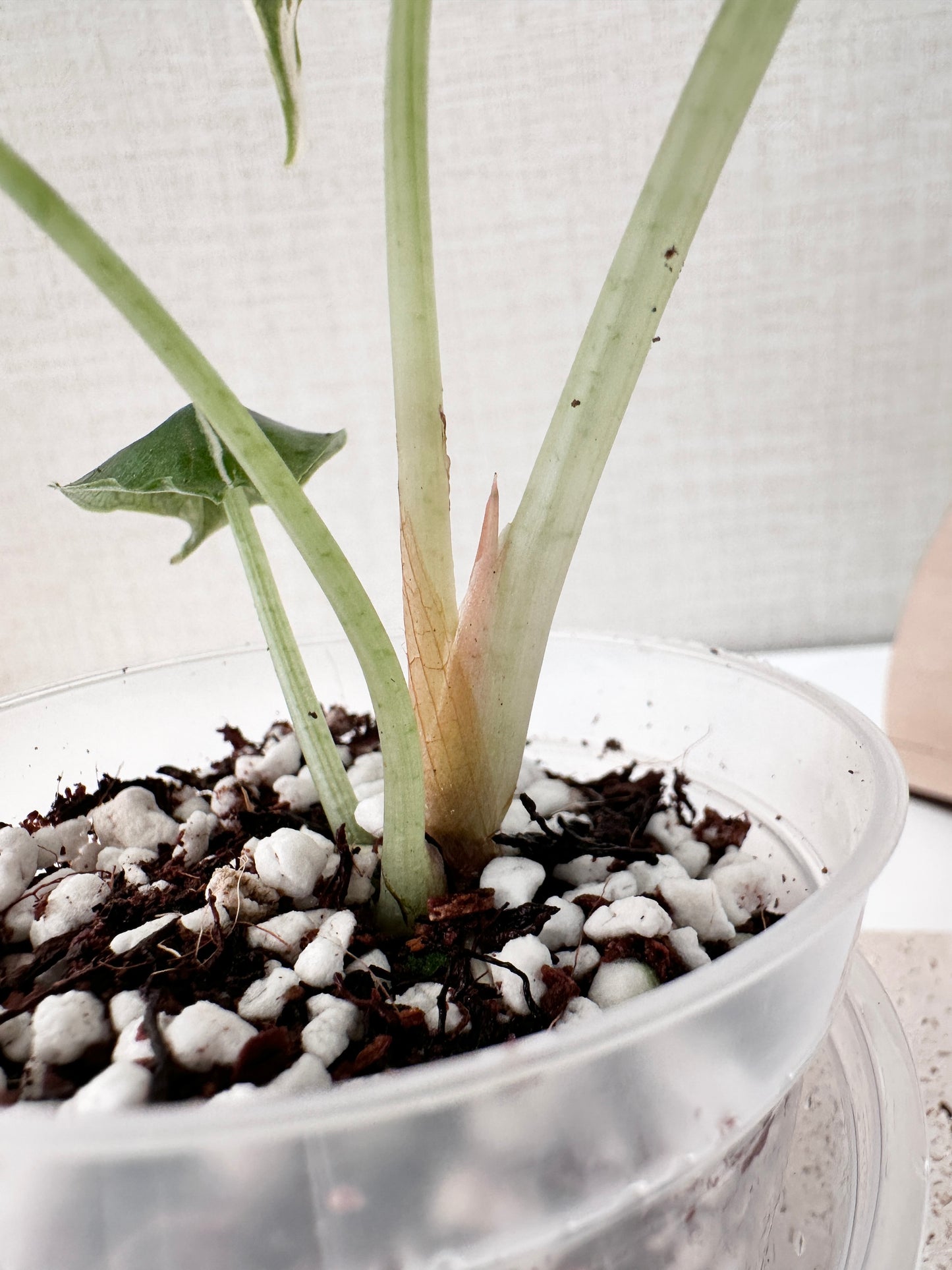 Alocasia Azlanii variegated - albo/pink