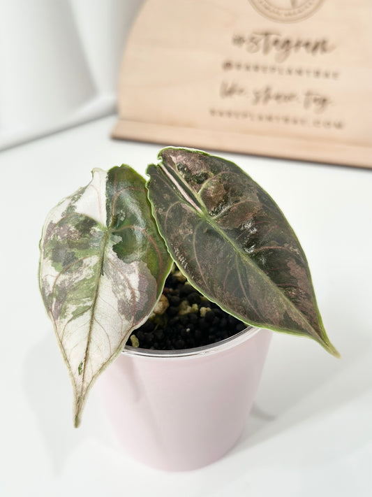 Alocasia Azlanii variegated - albo/pink (corm-grown)