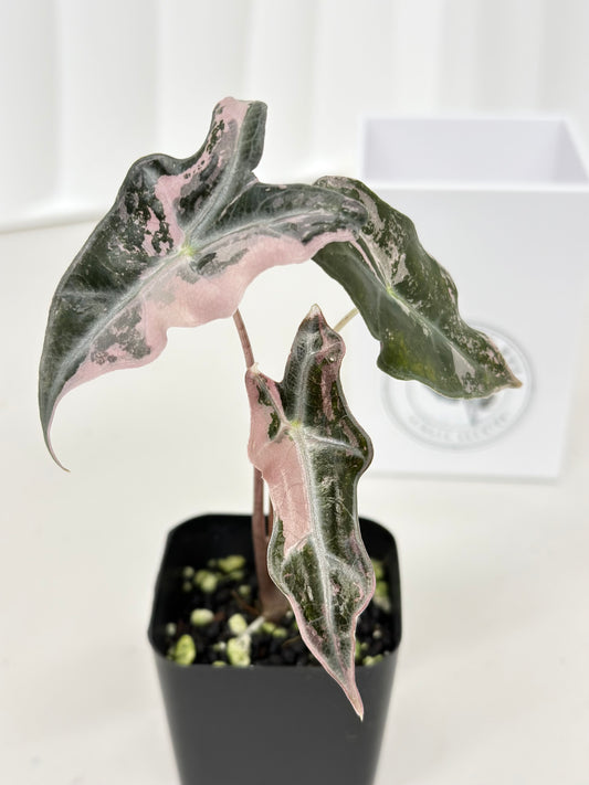Alocasia Sanderiana "Nobilis K" Variegated - pink