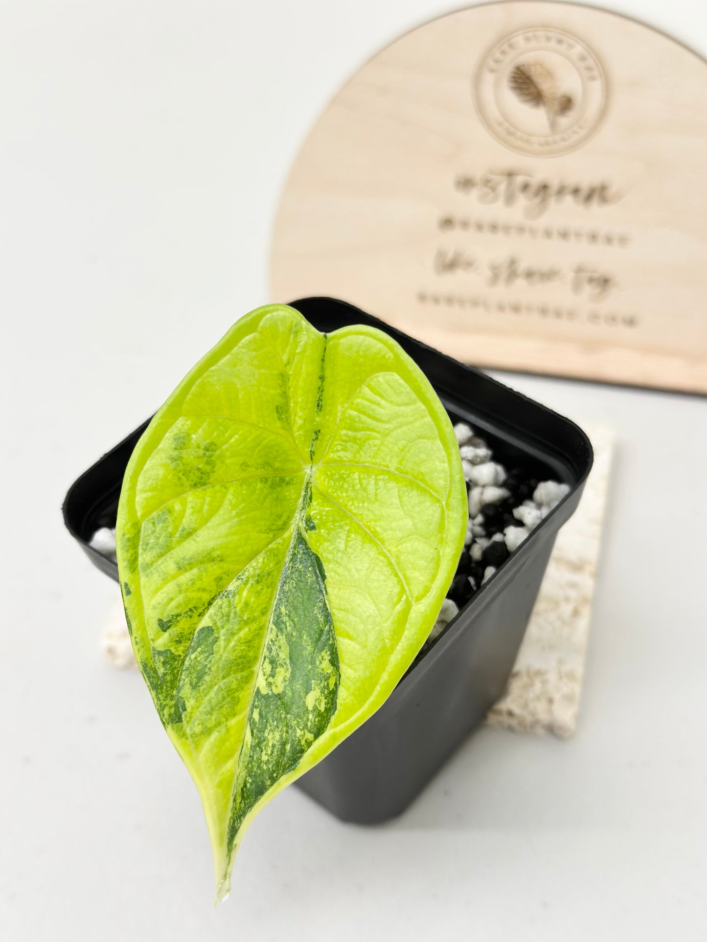 Alocasia Dragon Scale Variegated - aurea (stem grown)