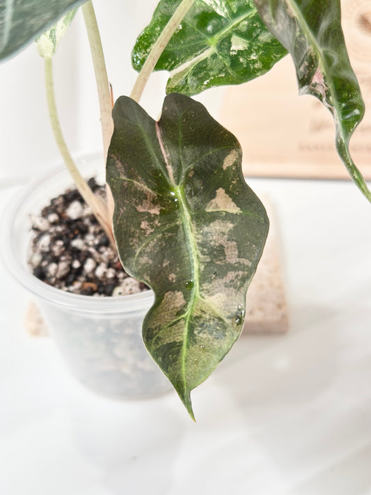 Alocasia Polly variegated - Pink
