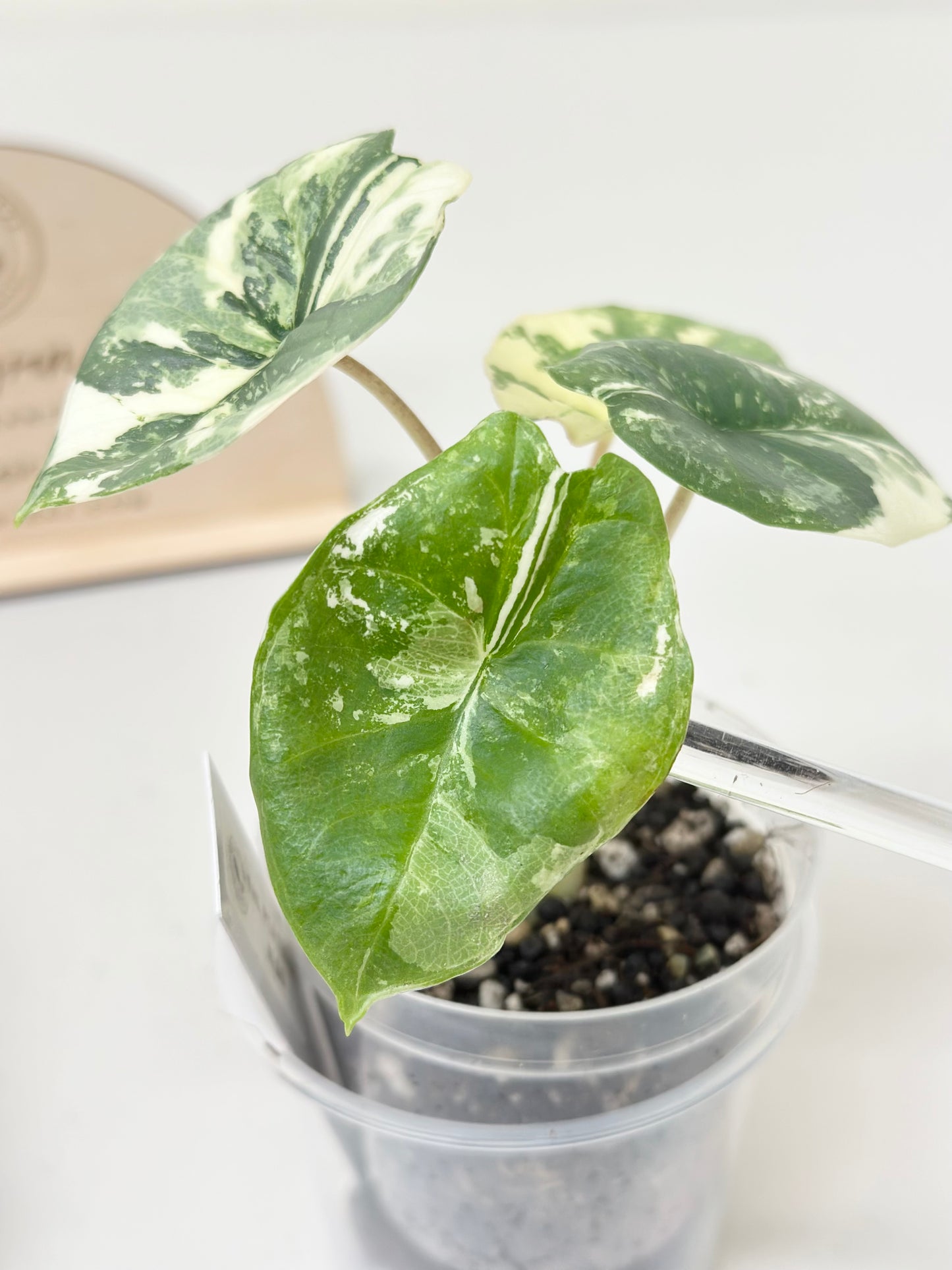 Alocasia Bisma "Platinum" variegated - albo (A2)
