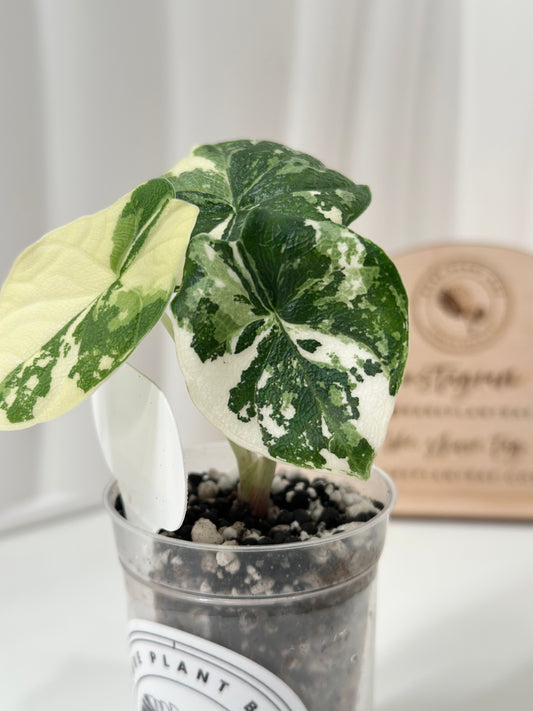 Alocasia Melo variegated - albo