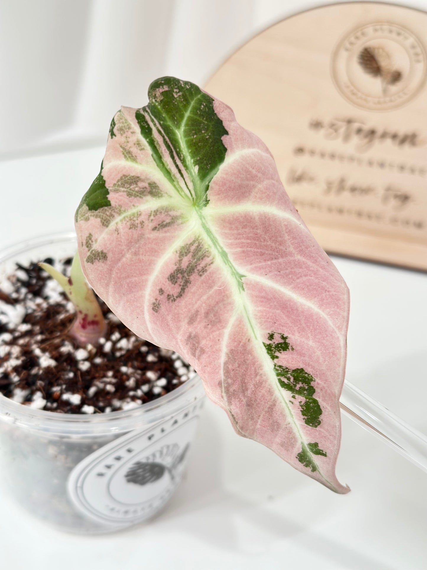 Alocasia Black Velvet Variegated - pink/albo