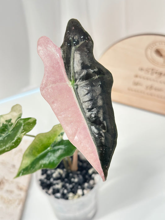 Alocasia Sanderiana "Nobilis K" Variegated - pink