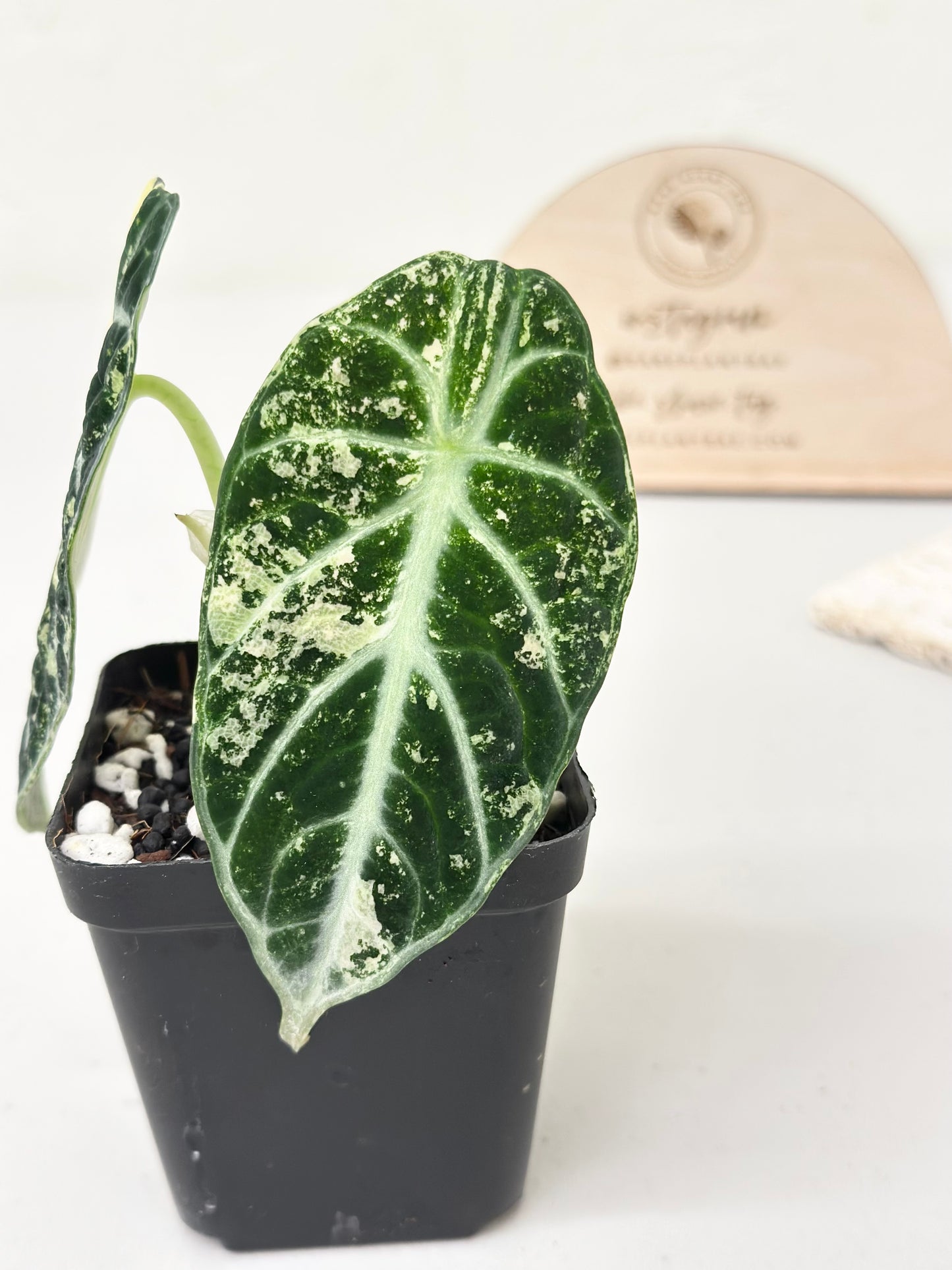 Alocasia Ninja variegated - albo
