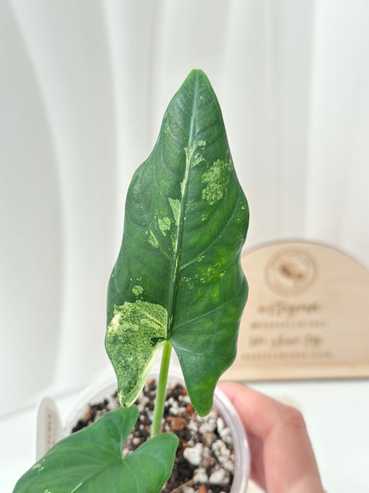 Alocasia Scabriuscula Variegated - albo/mint