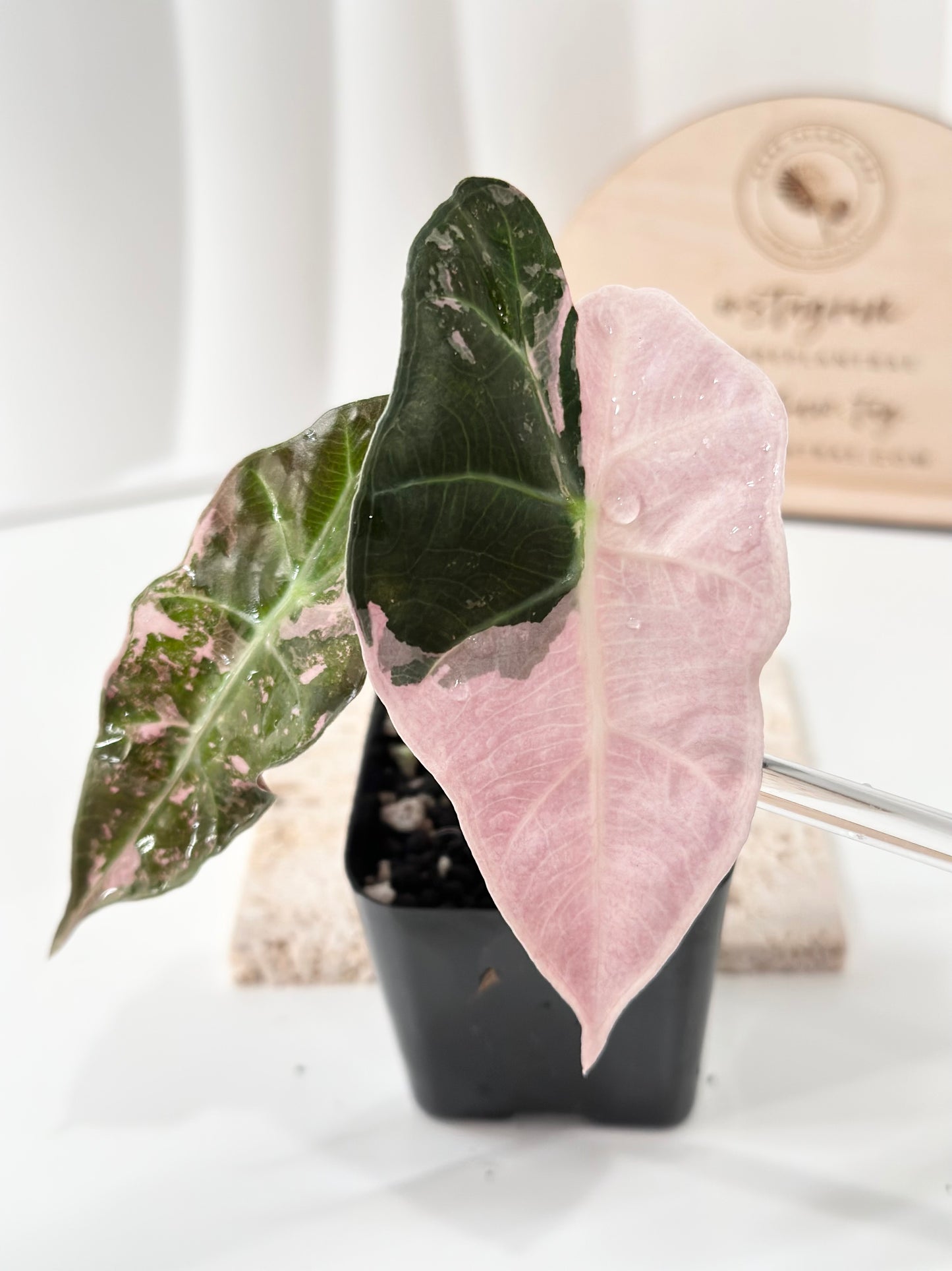 Alocasia Polly variegated - Pink