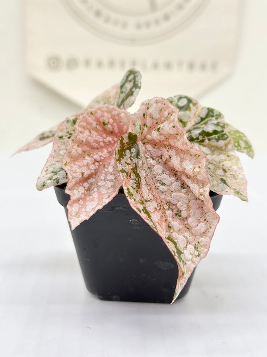 Begonia "Snow Capped" variegated