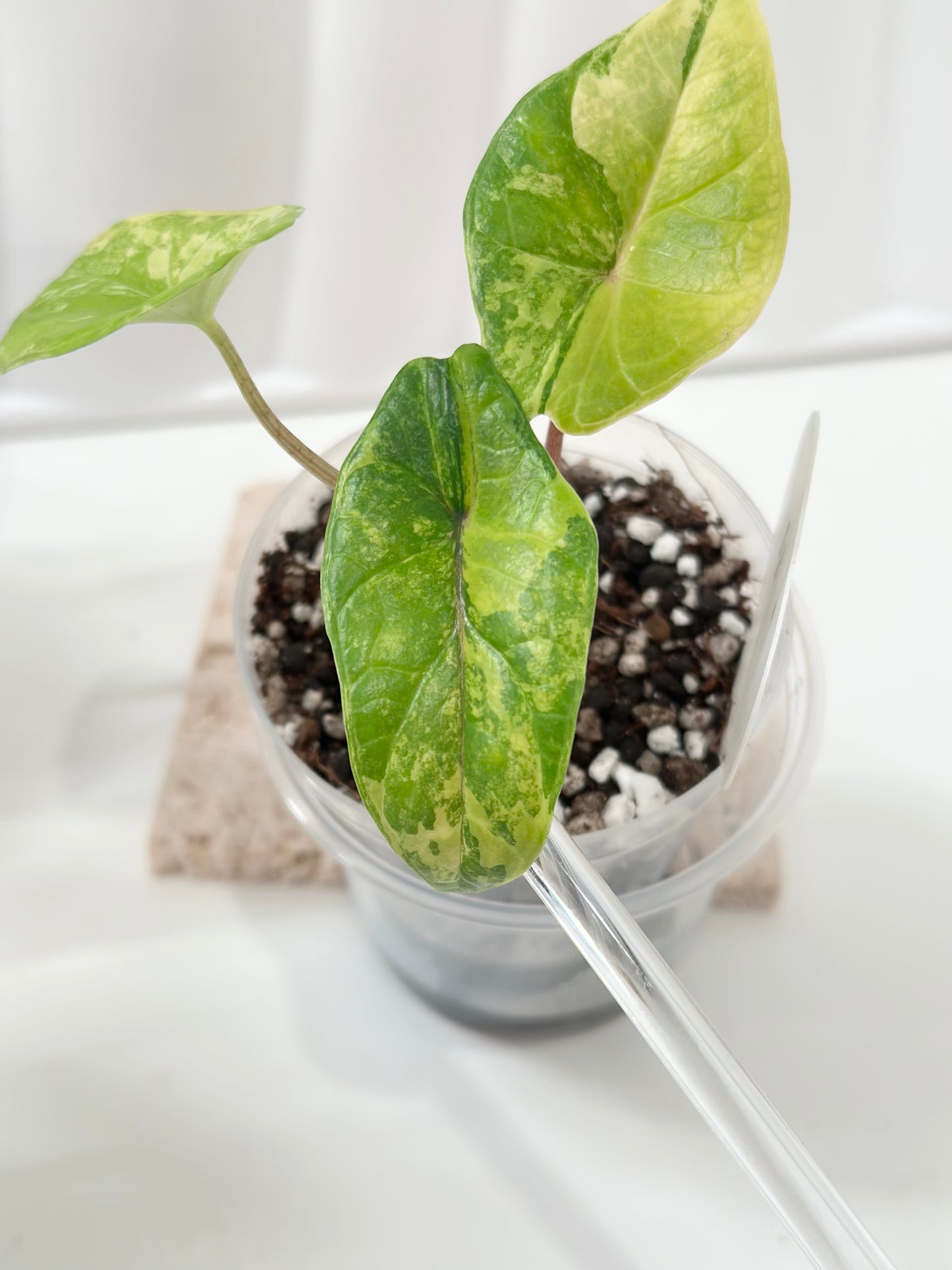 Alocasia Scalprum variegated - aurea (S8)