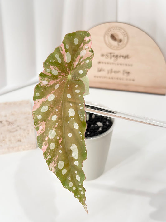 Begonia Maculata variegated - pink