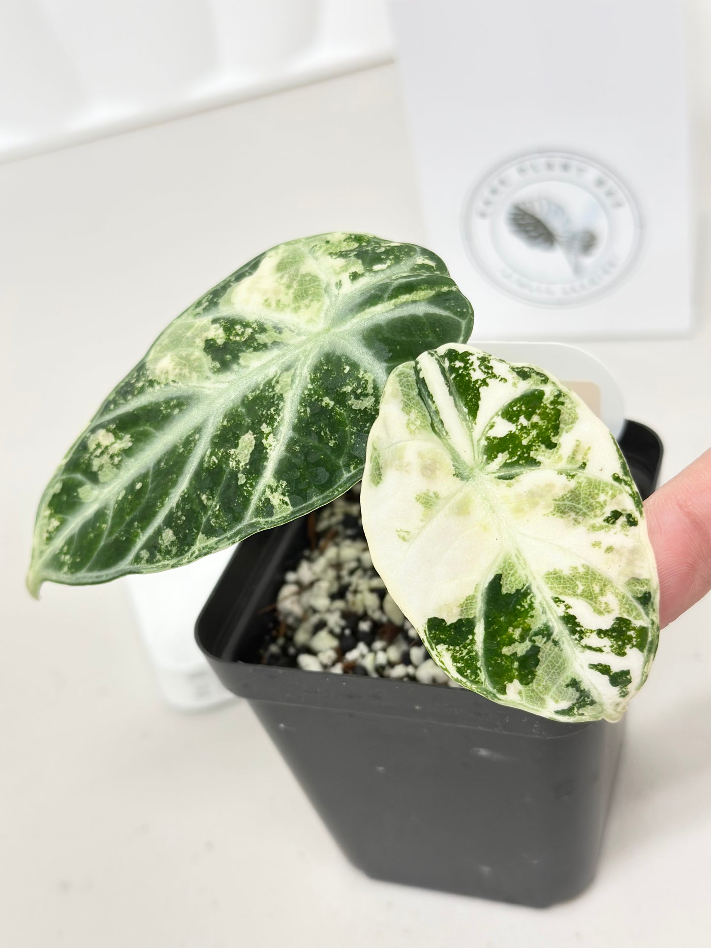 Alocasia Ninja variegated - albo