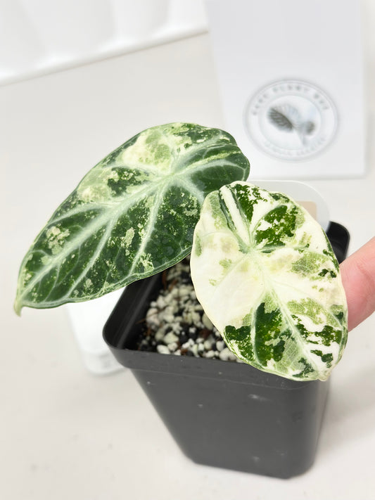 Alocasia Ninja variegated - albo