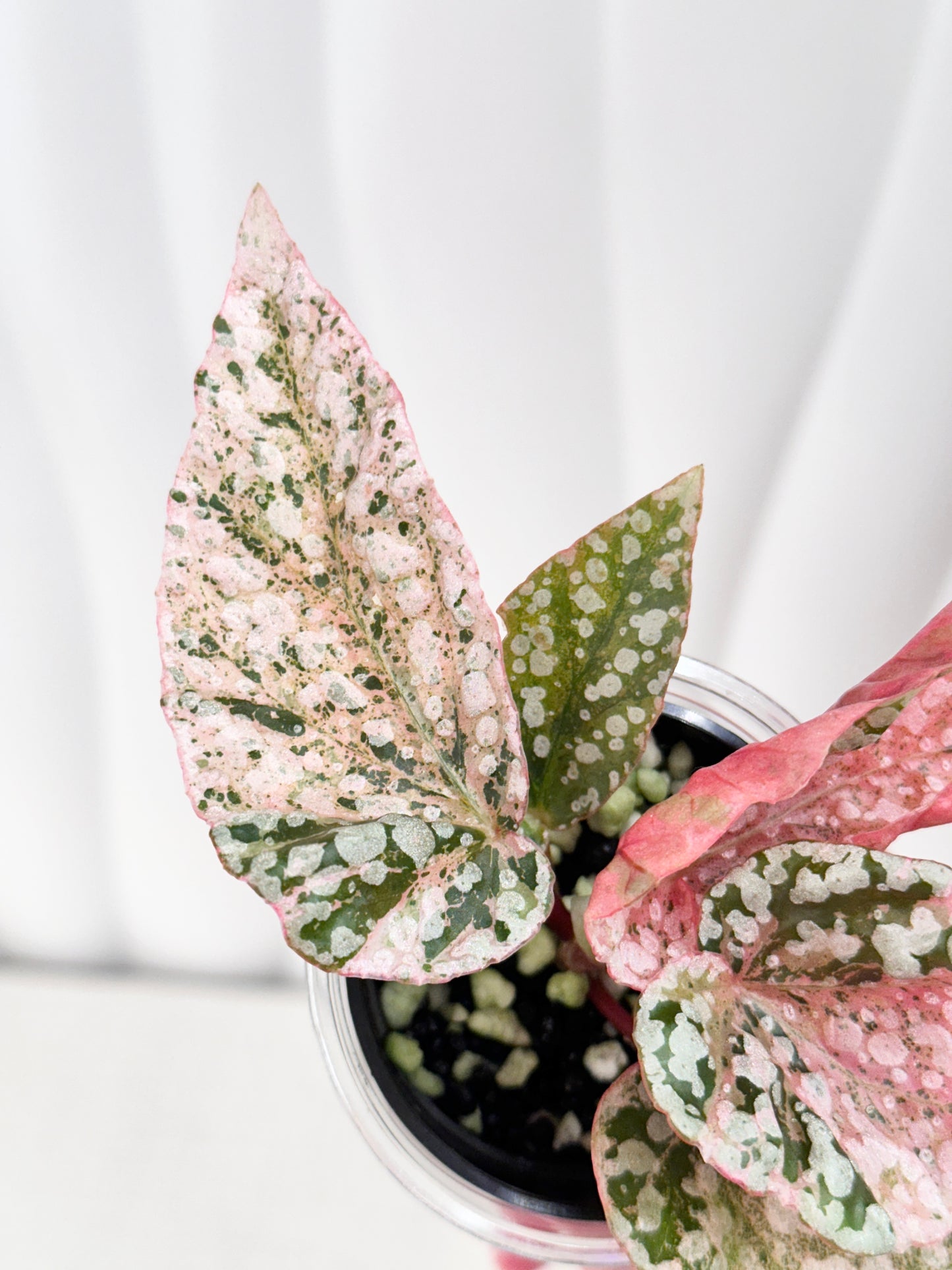 Begonia "Snow Capped" variegated