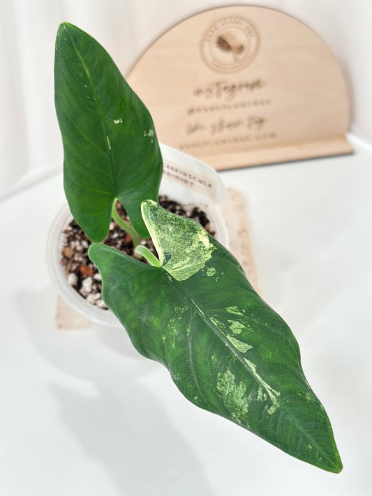 Alocasia Scabriuscula Variegated - albo/mint