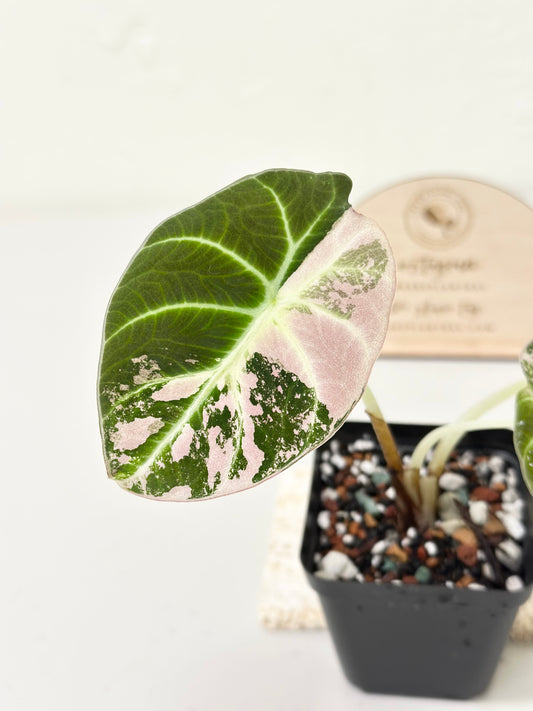 Alocasia Black Velvet Variegated - pink/albo