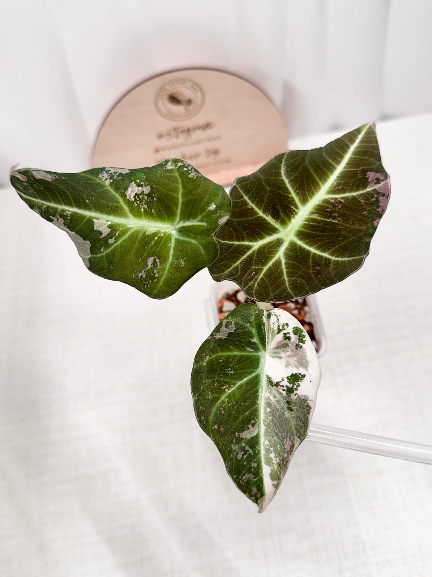 Alocasia Black Velvet Variegated - pink/albo