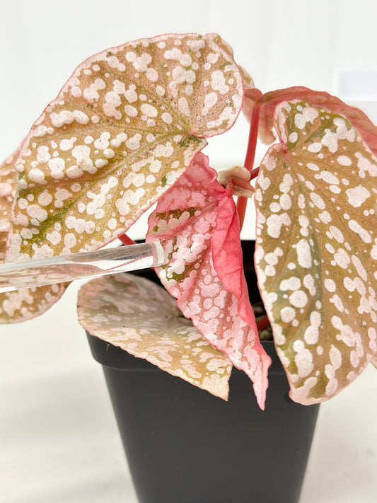 Begonia "Snow Capped" variegated