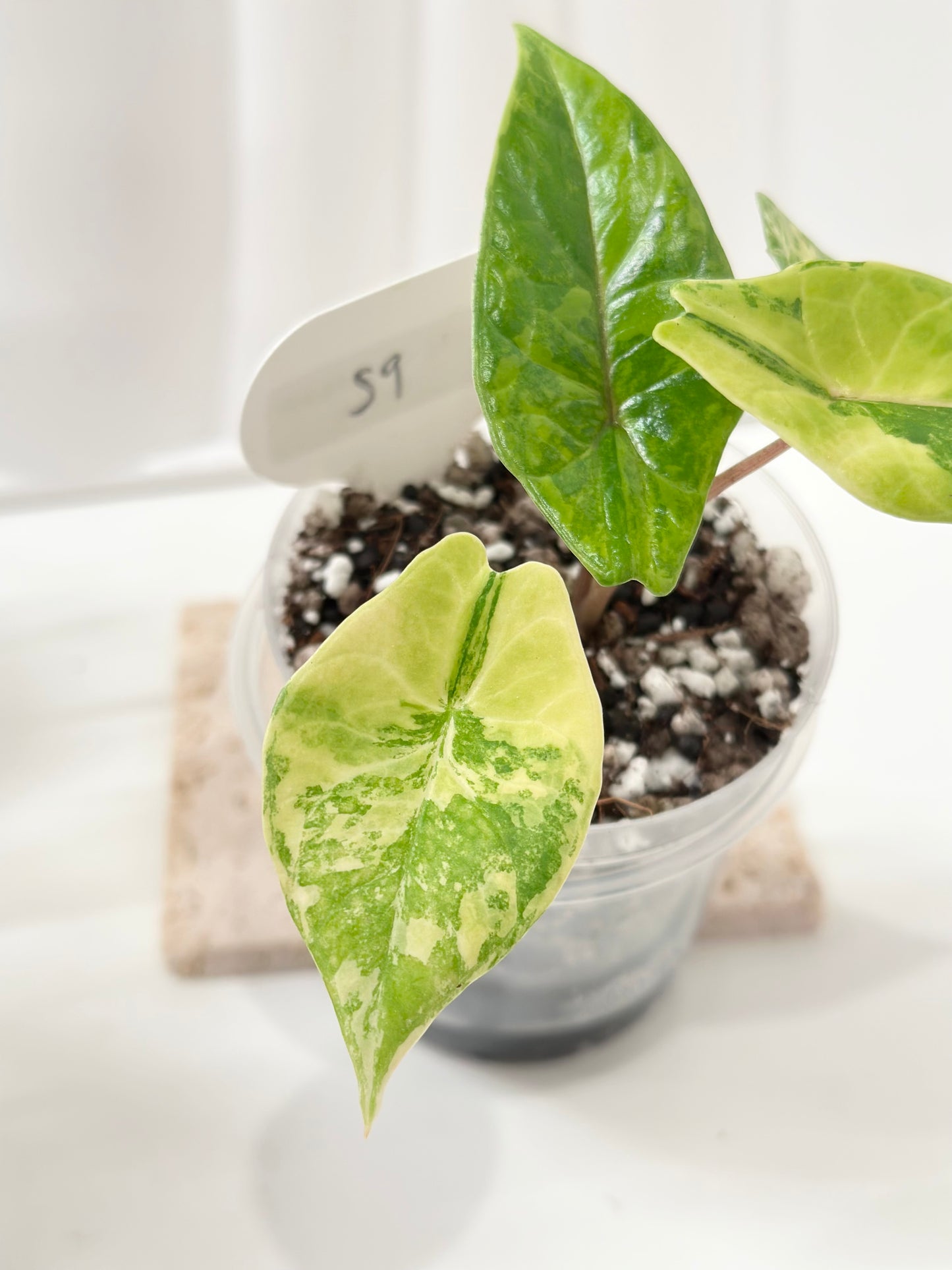Alocasia Scalprum variegated - aurea (S9)