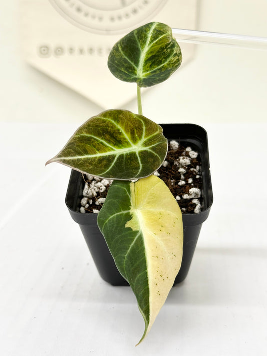 Alocasia Black Velvet Variegated - aurea