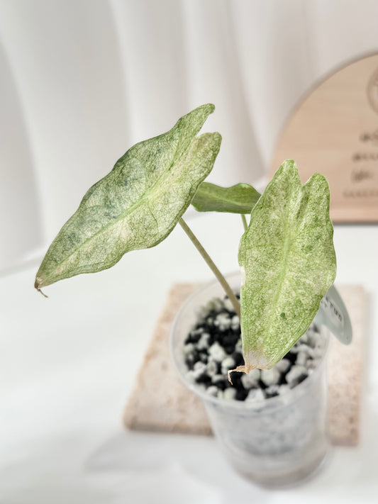 Alocasia Black Satun Variegated - Stardust