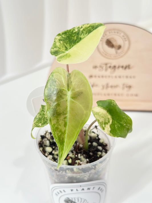 (NEW!) Alocasia Longiloba "Grandis" variegated - aurea