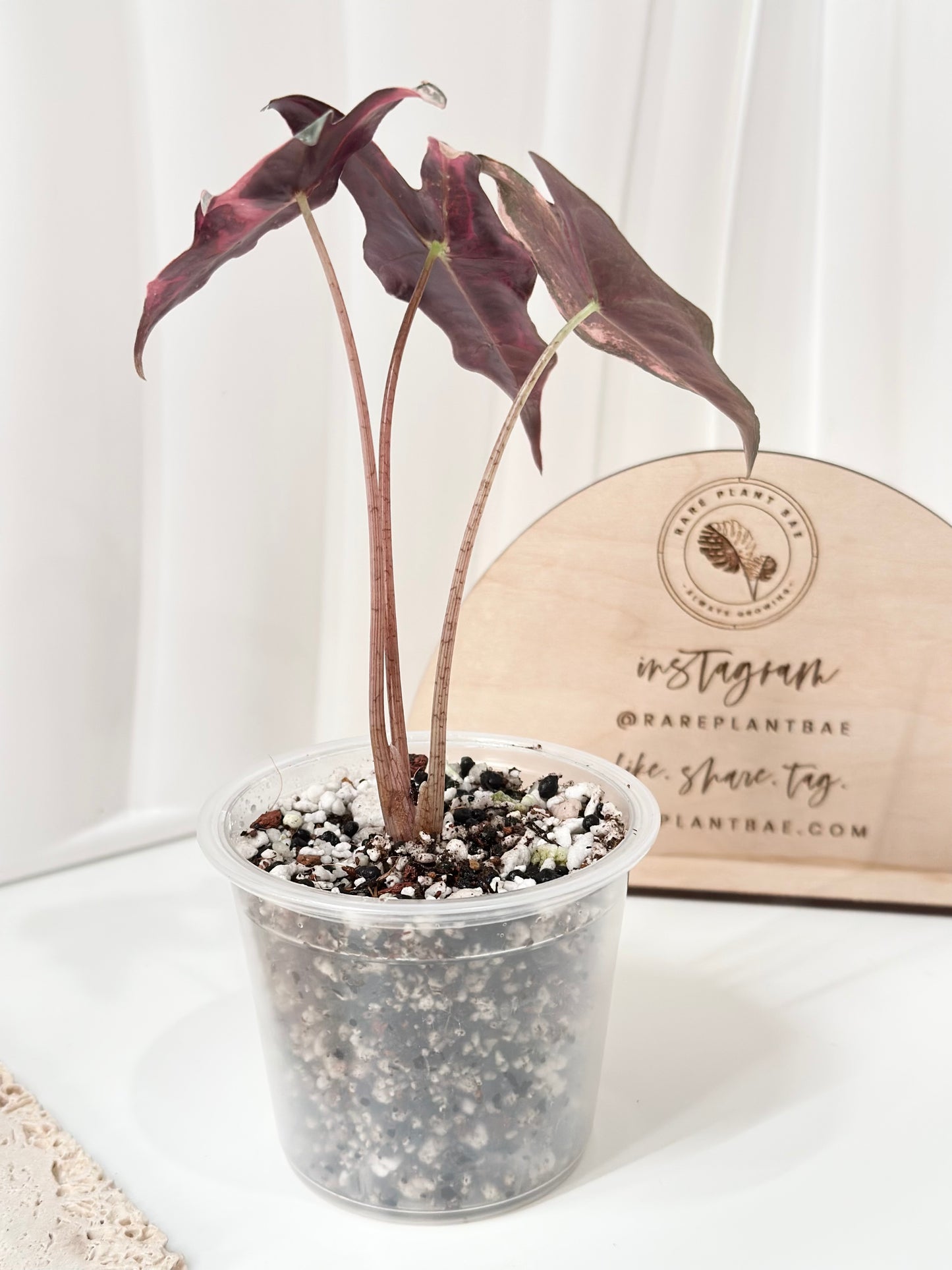 Alocasia Sanderiana "Nobilis K" Variegated - pink