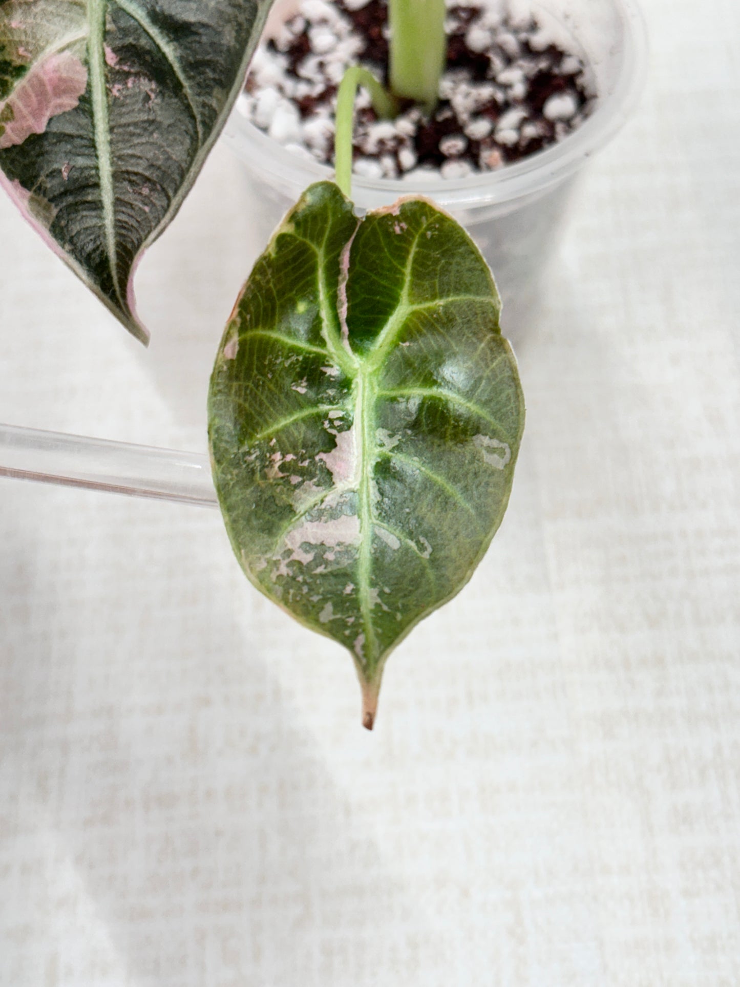 Alocasia Watsoniana Variegated Glossy - Pink/Albo