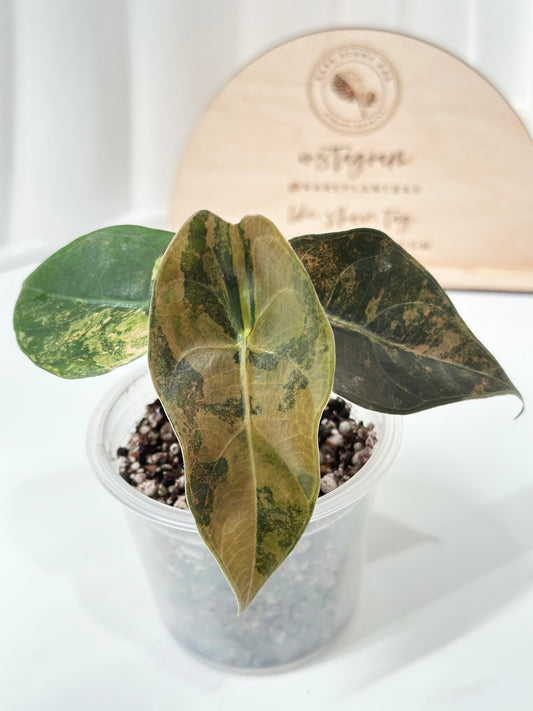 Alocasia Sedenii variegated - aurea