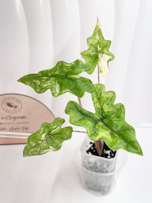 Alocasia Tandurusa variegated aurea (previously Jacklyn) *high color*