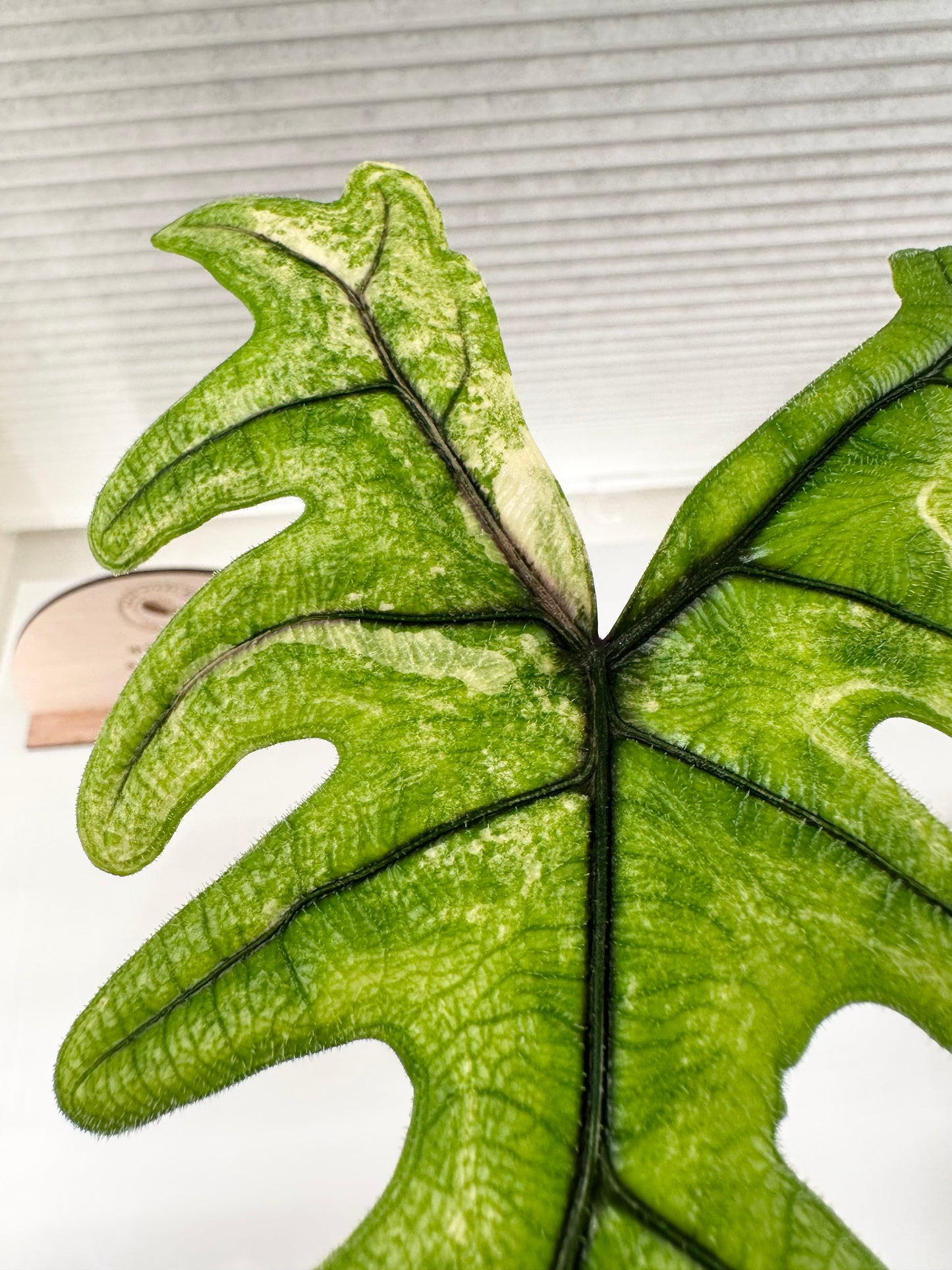 Alocasia Tandurusa variegated aurea (previously Jacklyn) (corming size)