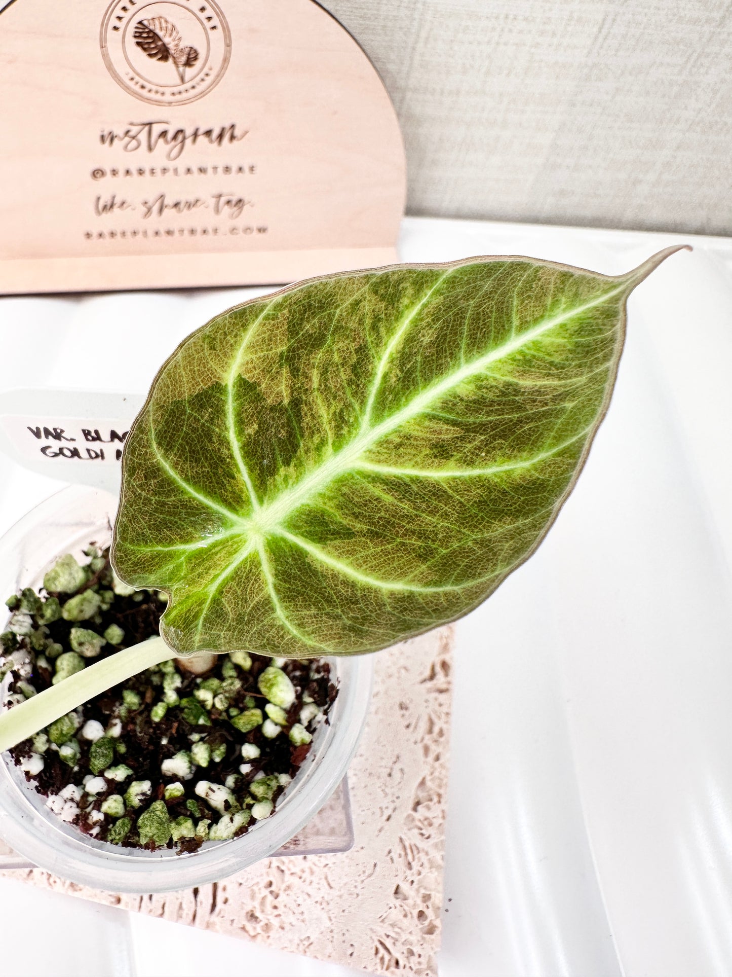 Alocasia Black Velvet Variegated - aurea