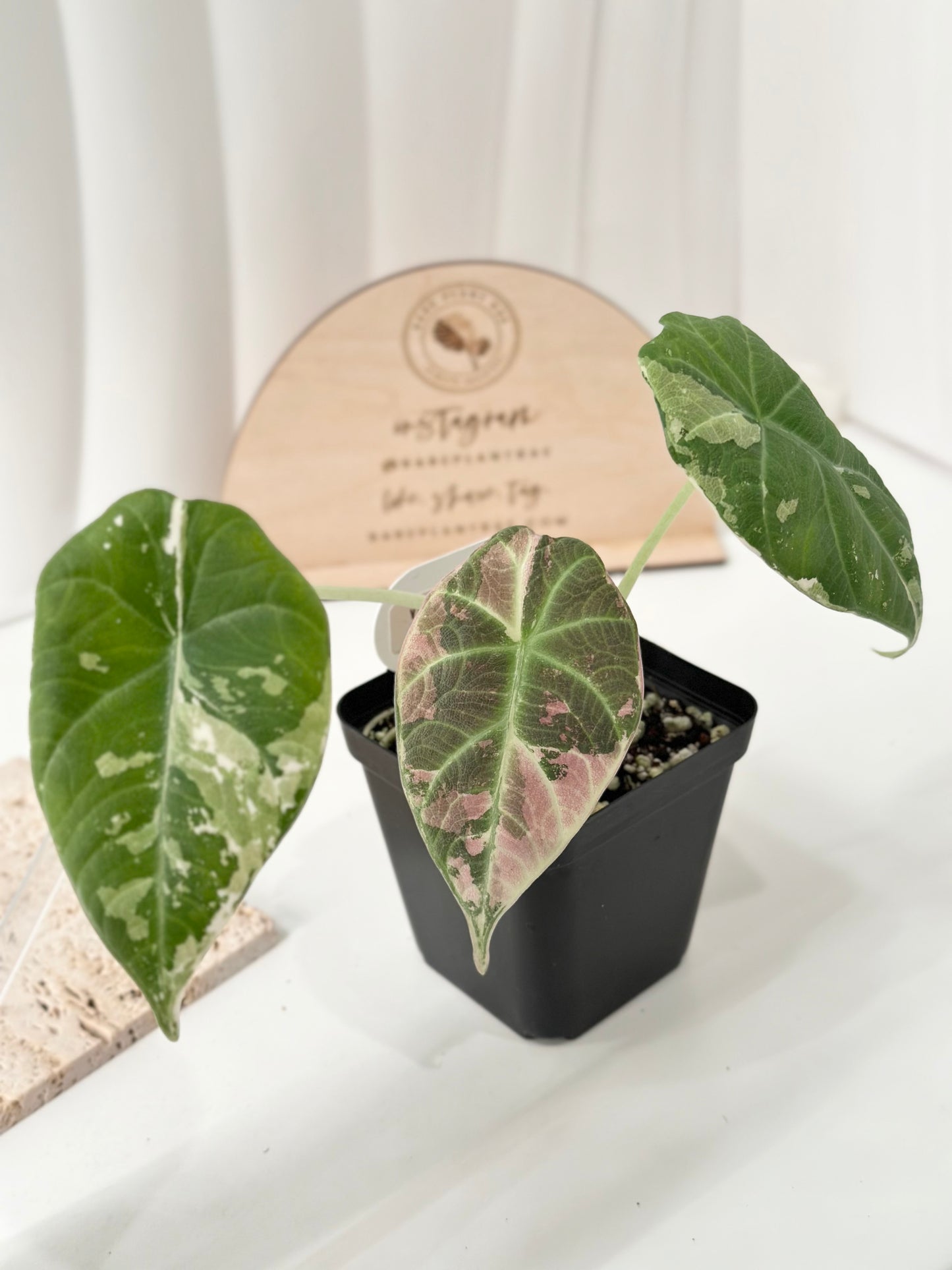 Alocasia Maharani variegated - albo