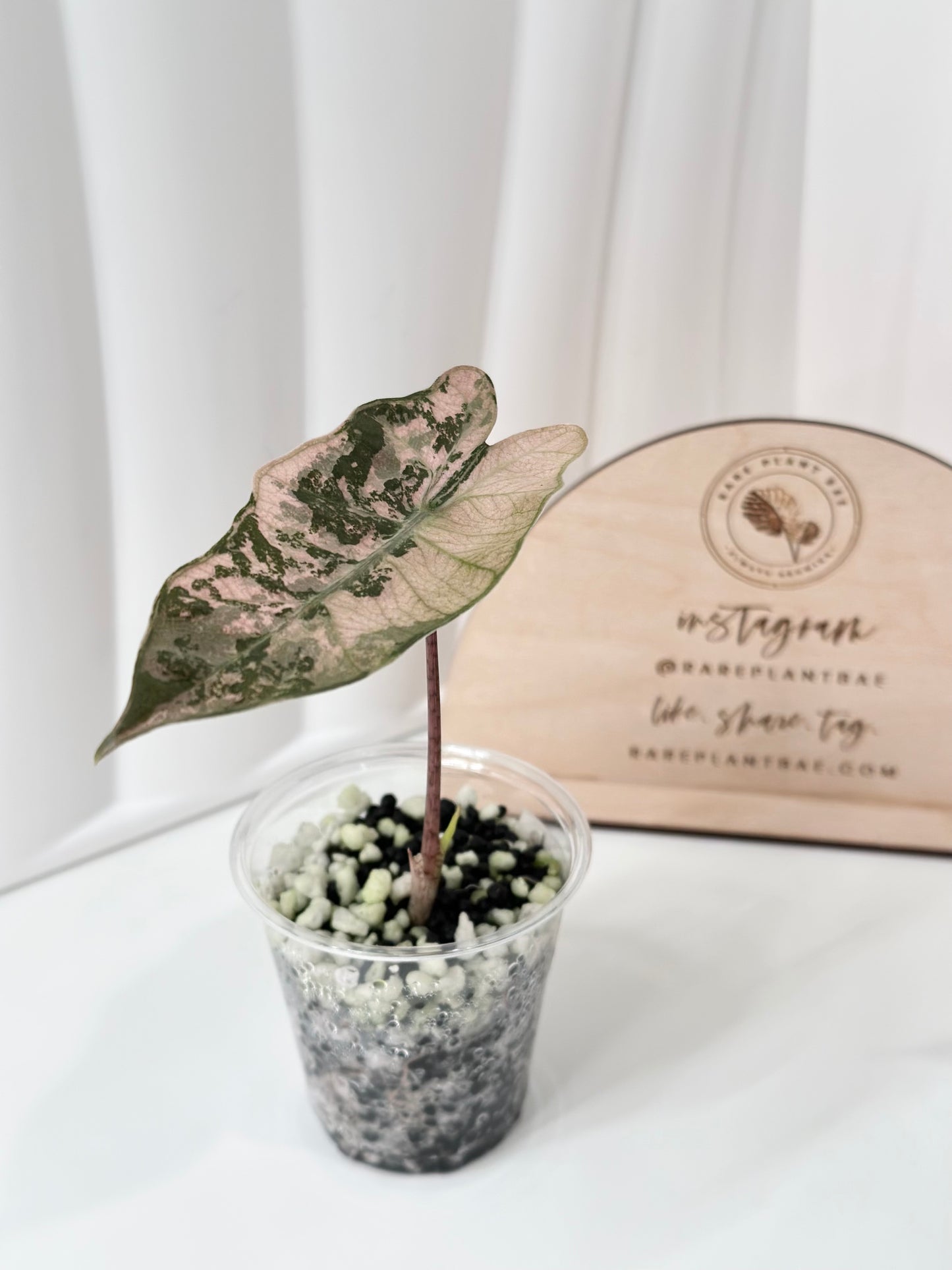 Alocasia Pseudo Sanderiana variegated - pink