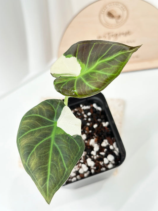 Alocasia Regal Shield Variegated - albo