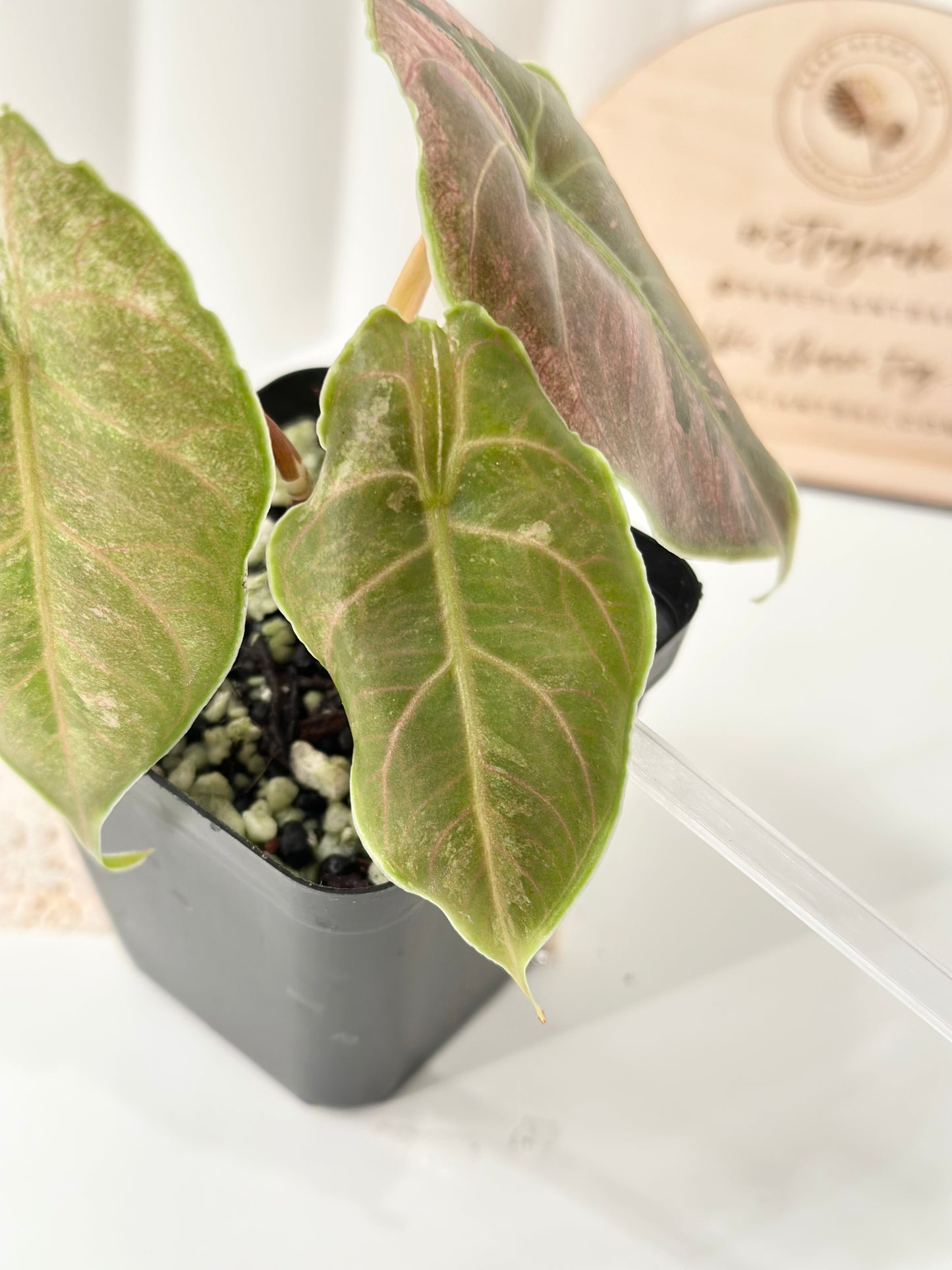 Alocasia Azlanii variegated - albo/pink