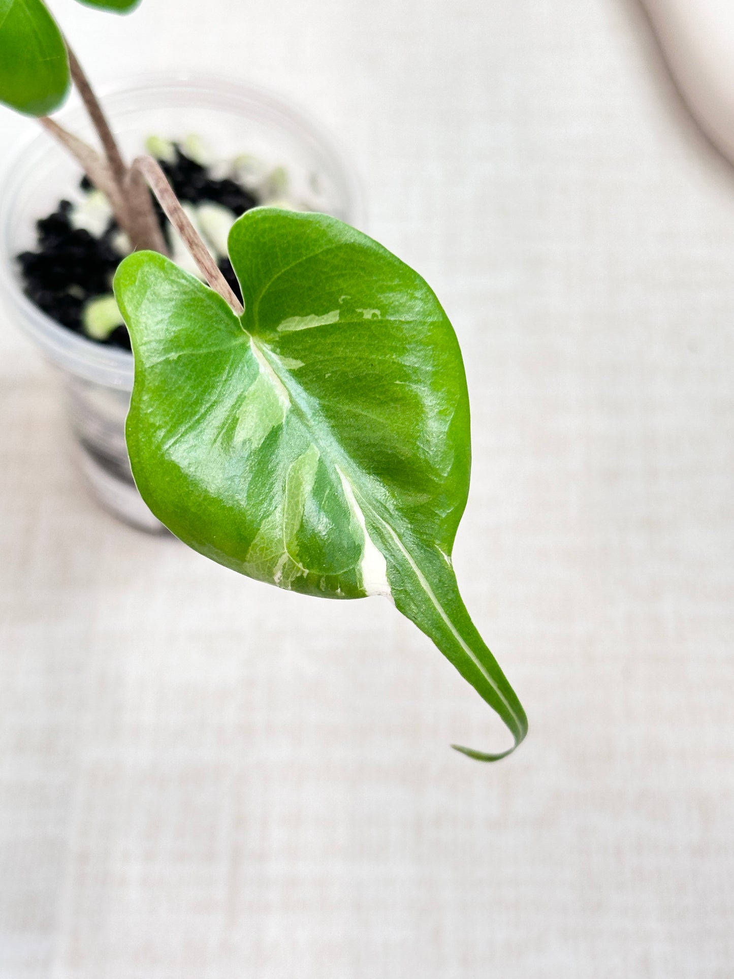 Alocasia Stingray variegated - albo