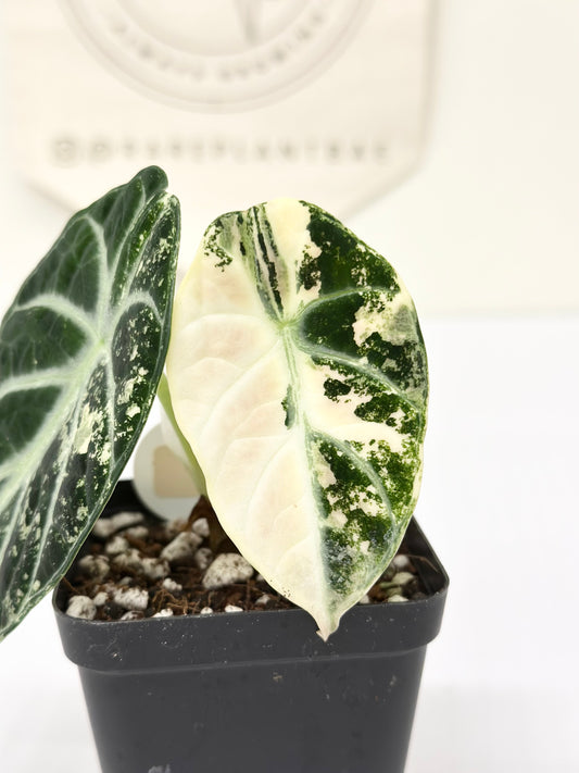 Alocasia Ninja variegated - albo
