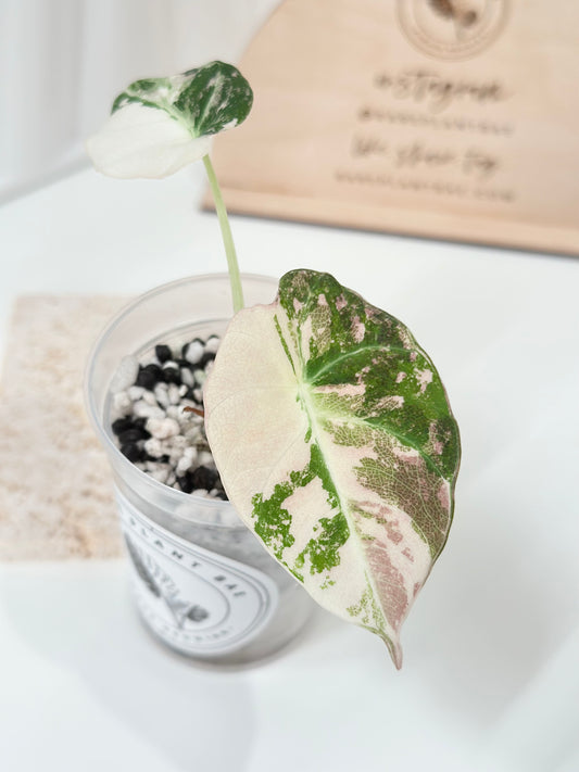 Alocasia Black Velvet Variegated - pink/albo