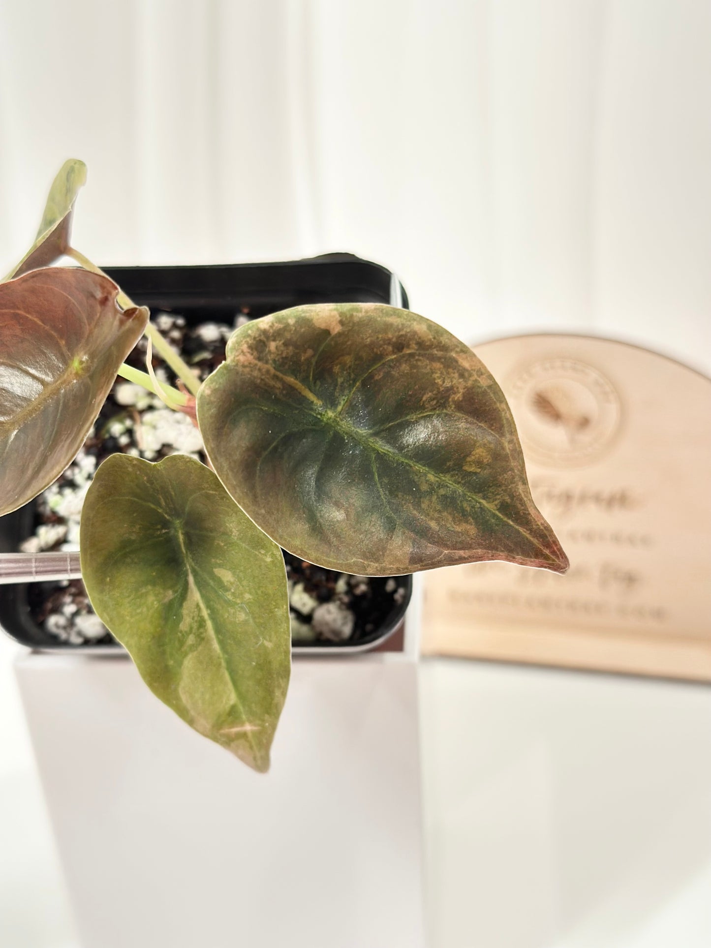 Alocasia Cuprea variegated - "gold latte"/ aurea