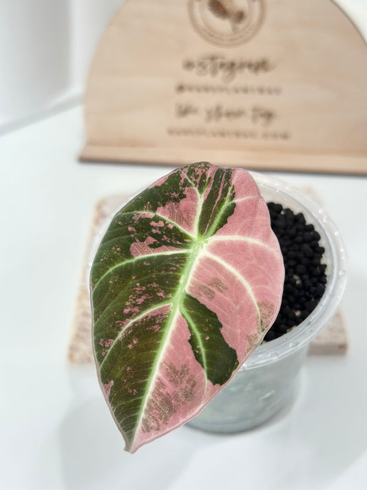 Alocasia Black Velvet Variegated - pink/albo