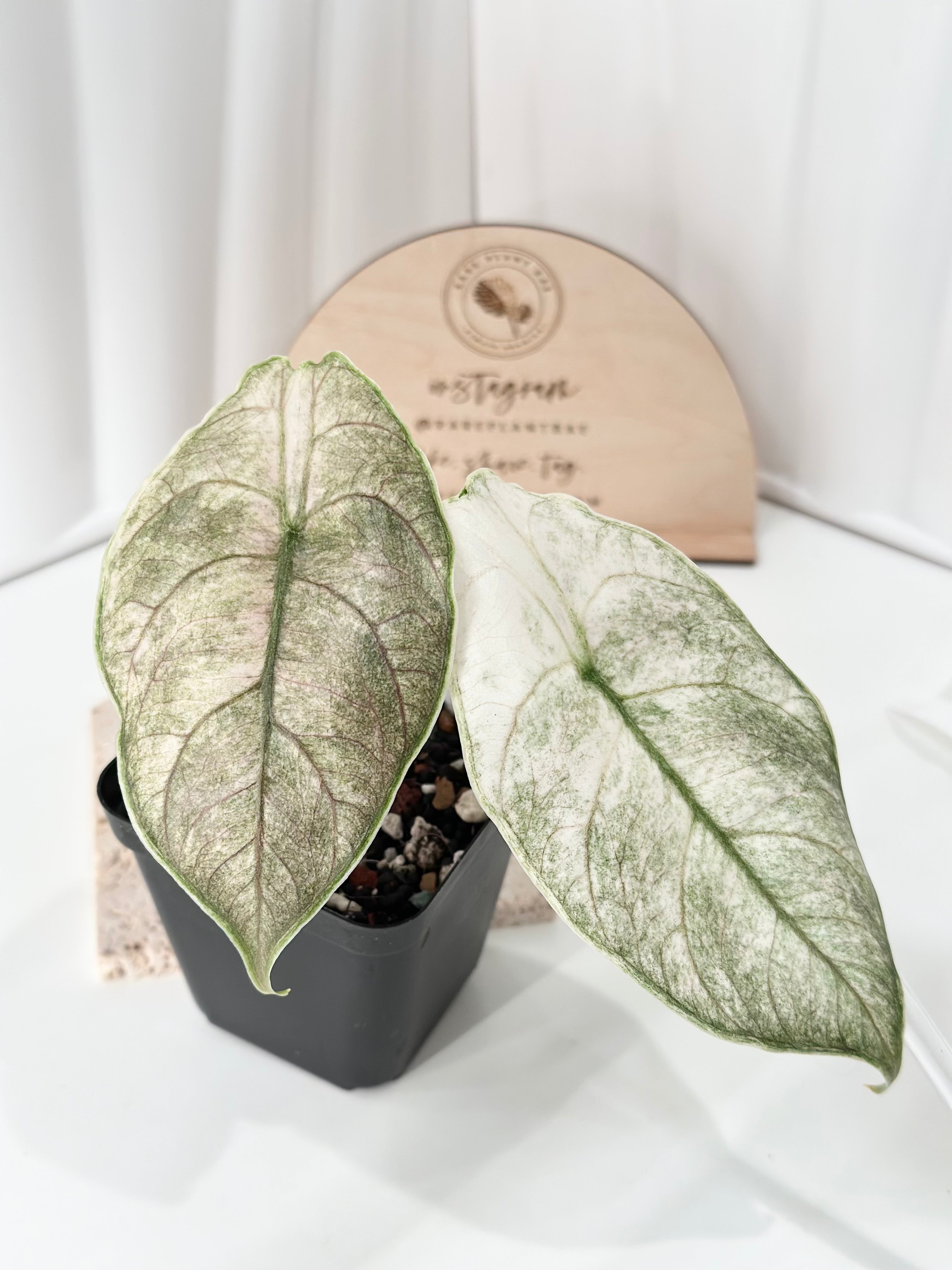 Alocasia Azlanii variegated - pink mint *corm grown* – Rare Plant Bae