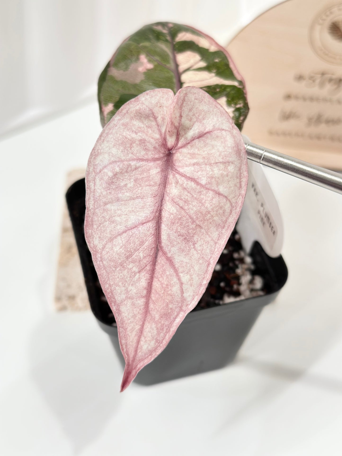 Alocasia Plumbea variegated - pink