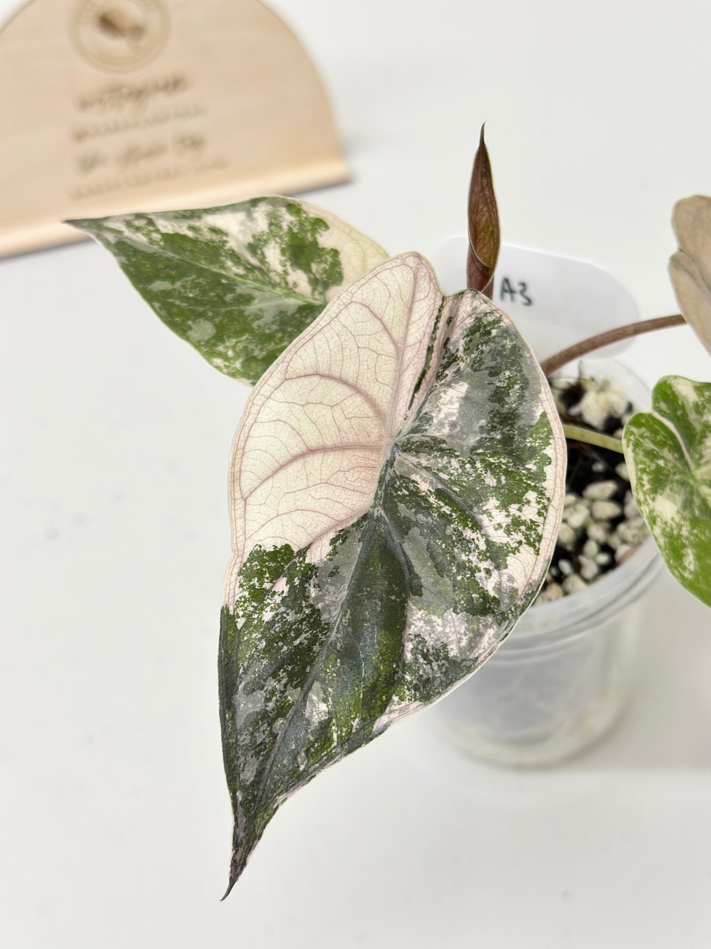 Alocasia Wentii variegated - pink/ albo (A3)